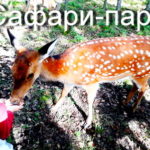 сафари-парк